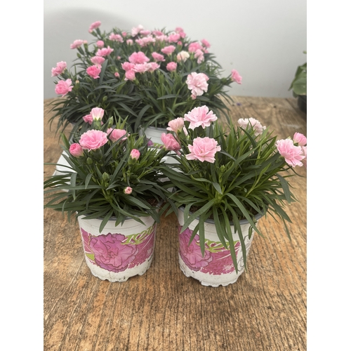 187 - TWELVE POTTED PINK DIANTHUS WITH DECORATIVE POTS TO BE SOLD FOR THE TWELVE