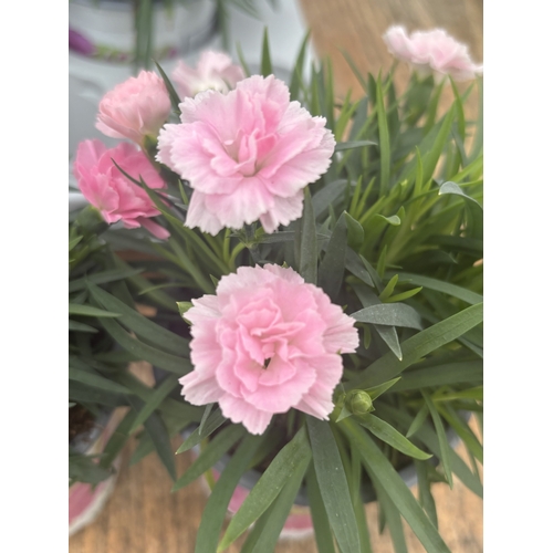 187 - TWELVE POTTED PINK DIANTHUS WITH DECORATIVE POTS TO BE SOLD FOR THE TWELVE