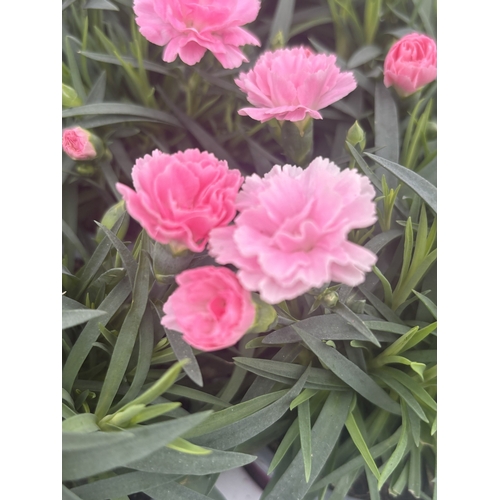 187 - TWELVE POTTED PINK DIANTHUS WITH DECORATIVE POTS TO BE SOLD FOR THE TWELVE