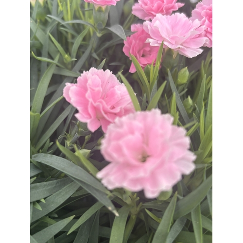 187 - TWELVE POTTED PINK DIANTHUS WITH DECORATIVE POTS TO BE SOLD FOR THE TWELVE