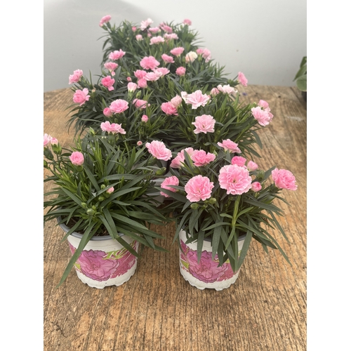 188 - TWELVE POTTED PINK DIANTHUS WITH DECORATIVE POTS TO BE SOLD FOR THE TWELVE