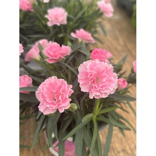 188 - TWELVE POTTED PINK DIANTHUS WITH DECORATIVE POTS TO BE SOLD FOR THE TWELVE