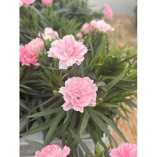 188 - TWELVE POTTED PINK DIANTHUS WITH DECORATIVE POTS TO BE SOLD FOR THE TWELVE