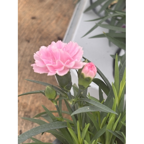 188 - TWELVE POTTED PINK DIANTHUS WITH DECORATIVE POTS TO BE SOLD FOR THE TWELVE