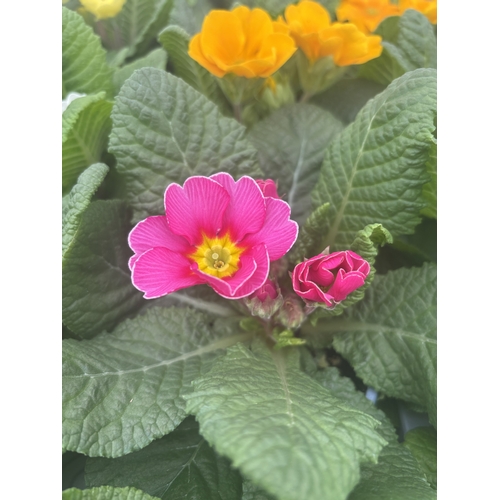 189 - FIFTEEN POTTED PRIMULA, MIXED COLOURS TO BE SOLD FOR THE FIFTEEN