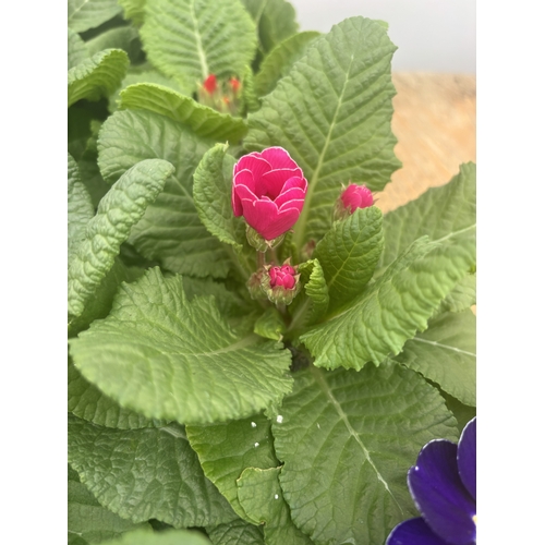 190 - FIFTEEN POTTED PRIMULA, MIXED COLOURS TO BE SOLD FOR THE FIFTEEN