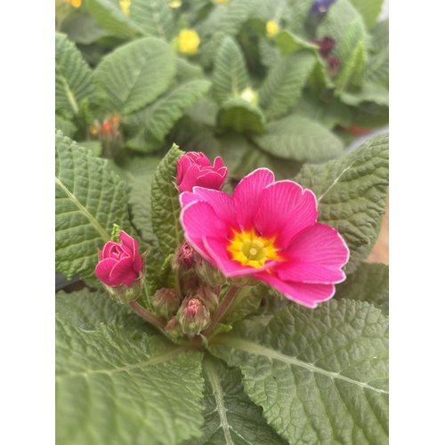 190 - FIFTEEN POTTED PRIMULA, MIXED COLOURS TO BE SOLD FOR THE FIFTEEN