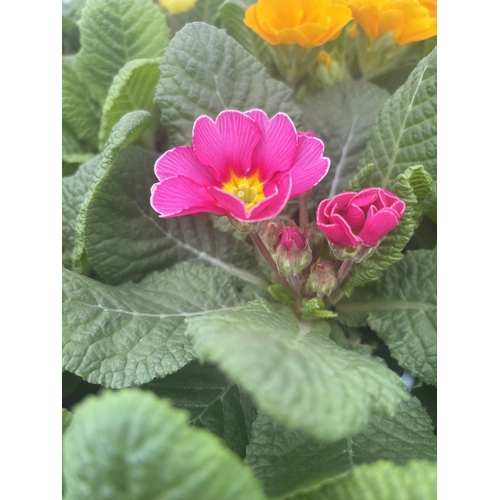 192 - FIFTEEN POTTED PRIMULA, MIXED COLOURS TO BE SOLD FOR THE FIFTEEN