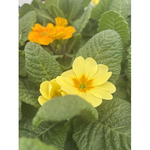 192 - FIFTEEN POTTED PRIMULA, MIXED COLOURS TO BE SOLD FOR THE FIFTEEN