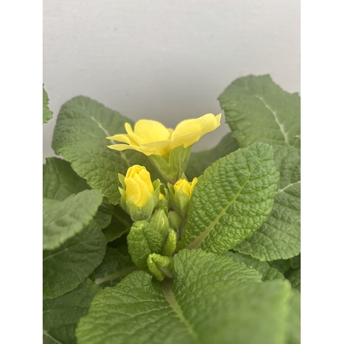 192 - FIFTEEN POTTED PRIMULA, MIXED COLOURS TO BE SOLD FOR THE FIFTEEN