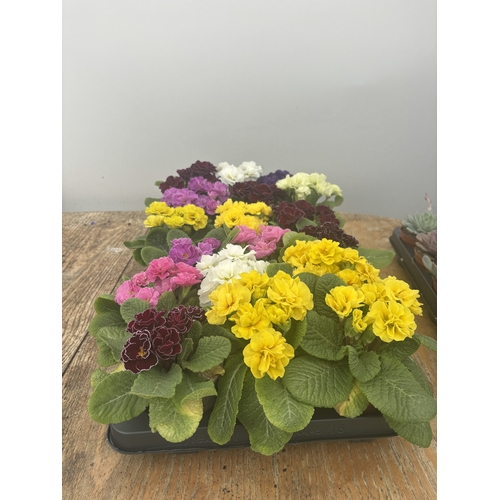 71 - FIFTEEN POTTED DOUBLE FLOWER PRIMULAS MIXED COLOURS TO BE SOLD FOR THE FIFTEEN