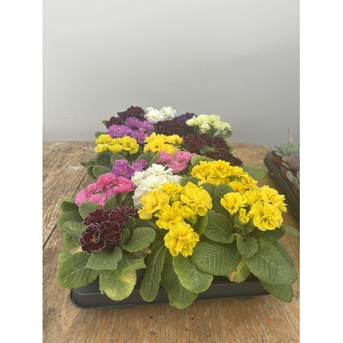 72 - FIFTEEN POTTED DOUBLE FLOWER PRIMULAS MIXED COLOURS TO BE SOLD FOR THE FIFTEEN