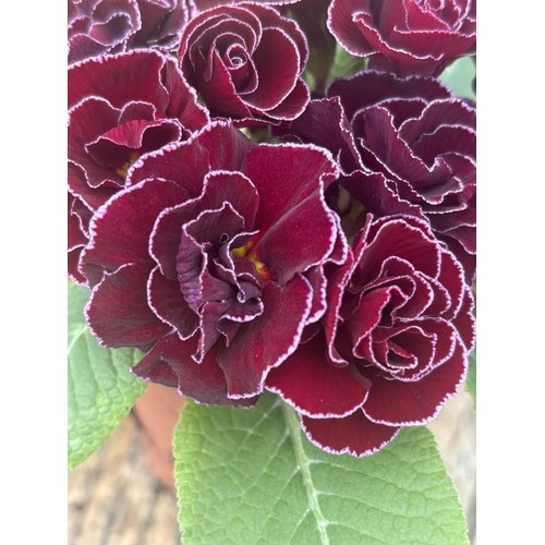 72 - FIFTEEN POTTED DOUBLE FLOWER PRIMULAS MIXED COLOURS TO BE SOLD FOR THE FIFTEEN