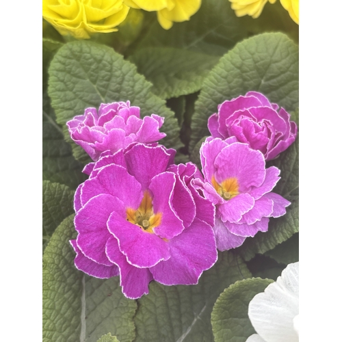 72 - FIFTEEN POTTED DOUBLE FLOWER PRIMULAS MIXED COLOURS TO BE SOLD FOR THE FIFTEEN