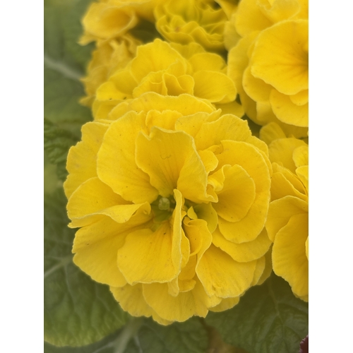 72 - FIFTEEN POTTED DOUBLE FLOWER PRIMULAS MIXED COLOURS TO BE SOLD FOR THE FIFTEEN