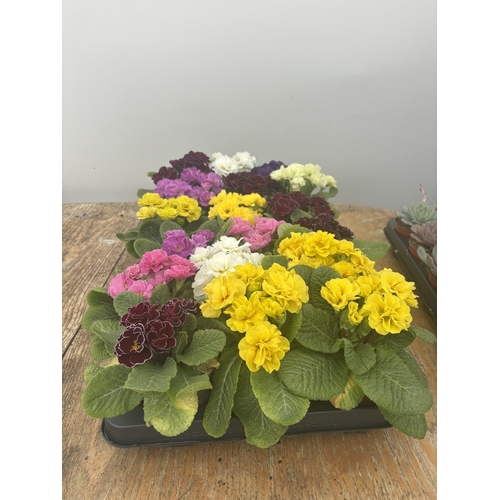 73 - FIFTEEN POTTED DOUBLE FLOWER PRIMULAS MIXED COLOURS TO BE SOLD FOR THE FIFTEEN