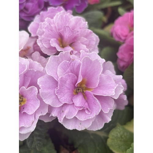 73 - FIFTEEN POTTED DOUBLE FLOWER PRIMULAS MIXED COLOURS TO BE SOLD FOR THE FIFTEEN