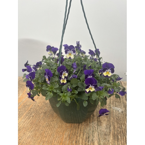 75 - TWO VIOLA HANGING BASKETS TO BE SOLD FOR THE TWO