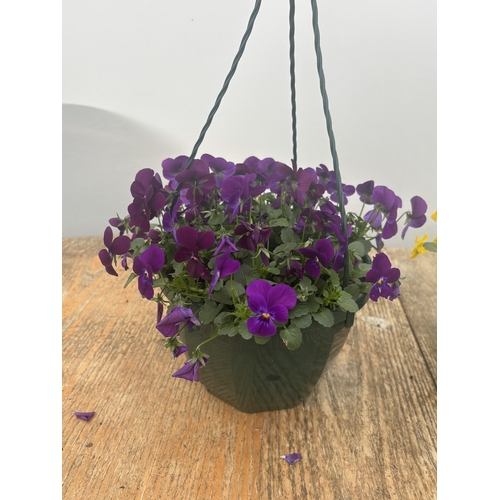 76 - TWO VIOLA HANGING BASKETS TO BE SOLD FOR THE TWO