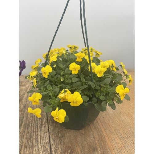 76 - TWO VIOLA HANGING BASKETS TO BE SOLD FOR THE TWO