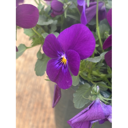 76 - TWO VIOLA HANGING BASKETS TO BE SOLD FOR THE TWO