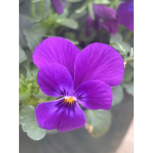 76 - TWO VIOLA HANGING BASKETS TO BE SOLD FOR THE TWO