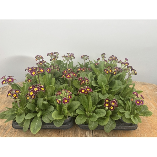 80 - FIFTEEN POTS OF PURPLE/YELLOW PRIMULA AURICULA TO BE SOLD FOR THE FIFTEEN