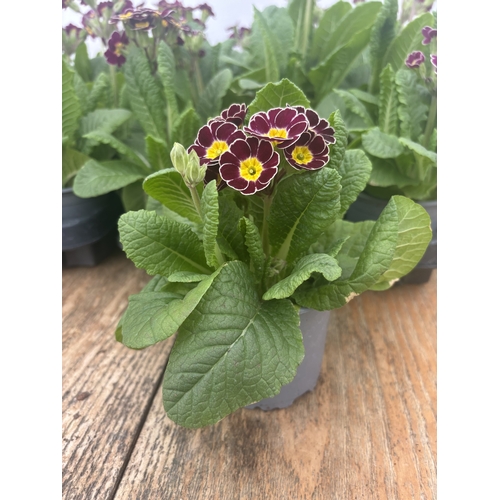 80 - FIFTEEN POTS OF PURPLE/YELLOW PRIMULA AURICULA TO BE SOLD FOR THE FIFTEEN