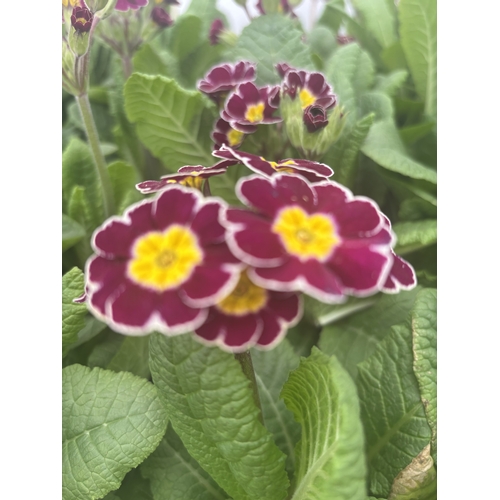 80 - FIFTEEN POTS OF PURPLE/YELLOW PRIMULA AURICULA TO BE SOLD FOR THE FIFTEEN