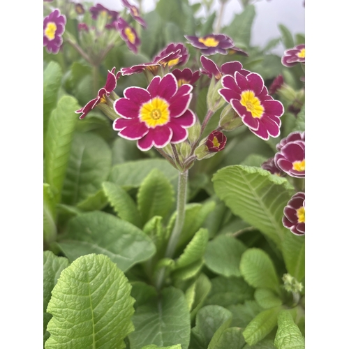 80 - FIFTEEN POTS OF PURPLE/YELLOW PRIMULA AURICULA TO BE SOLD FOR THE FIFTEEN