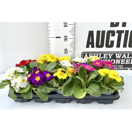 195 - FIFTEEN POTTED PRIMULAS ON A TRAY -MIXED BRIGHT COLOURS TO BE SOLD FOR THE FIFTEEN