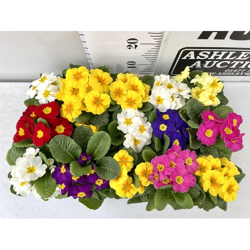 195 - FIFTEEN POTTED PRIMULAS ON A TRAY -MIXED BRIGHT COLOURS TO BE SOLD FOR THE FIFTEEN