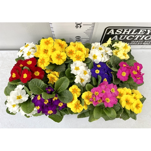 195 - FIFTEEN POTTED PRIMULAS ON A TRAY -MIXED BRIGHT COLOURS TO BE SOLD FOR THE FIFTEEN