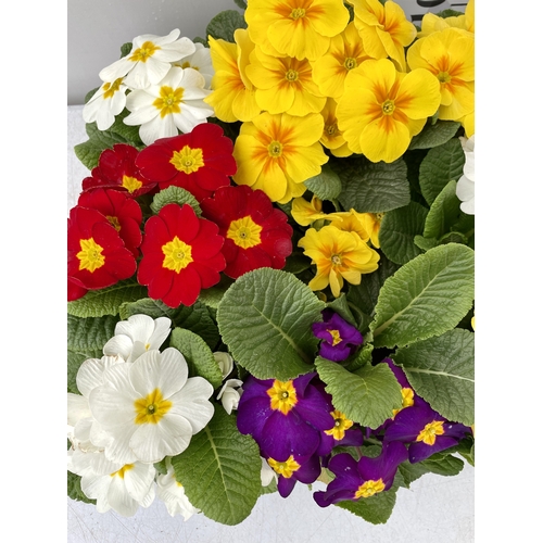 195 - FIFTEEN POTTED PRIMULAS ON A TRAY -MIXED BRIGHT COLOURS TO BE SOLD FOR THE FIFTEEN