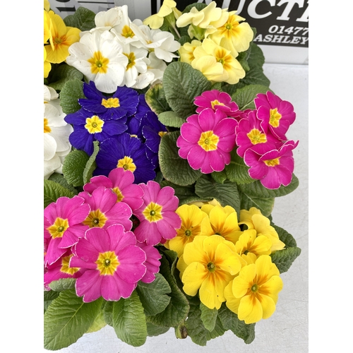 195 - FIFTEEN POTTED PRIMULAS ON A TRAY -MIXED BRIGHT COLOURS TO BE SOLD FOR THE FIFTEEN