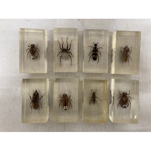 200 - EIGHT ENCASED TAXIDERMY INSECTS/BUGS