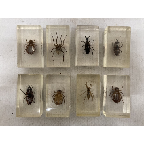 200 - EIGHT ENCASED TAXIDERMY INSECTS/BUGS