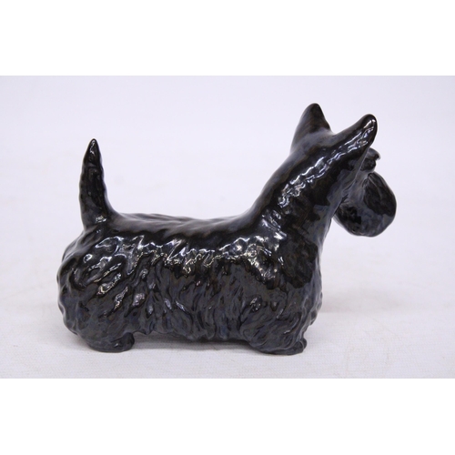 761 - A BESWICK FIGURE OF A SCOTTISH TERRIER