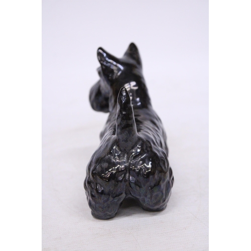 761 - A BESWICK FIGURE OF A SCOTTISH TERRIER