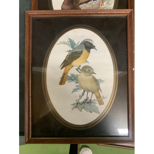 890 - FOUR BIRD THEMED FRAMED PRINTS TO INCLUDE A SWAN, MALLARD DUCKS, ETC