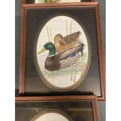 890 - FOUR BIRD THEMED FRAMED PRINTS TO INCLUDE A SWAN, MALLARD DUCKS, ETC