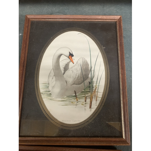 890 - FOUR BIRD THEMED FRAMED PRINTS TO INCLUDE A SWAN, MALLARD DUCKS, ETC