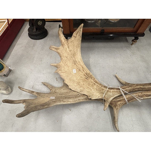 28 - A PAIR OF VINTAGE ANTLERS