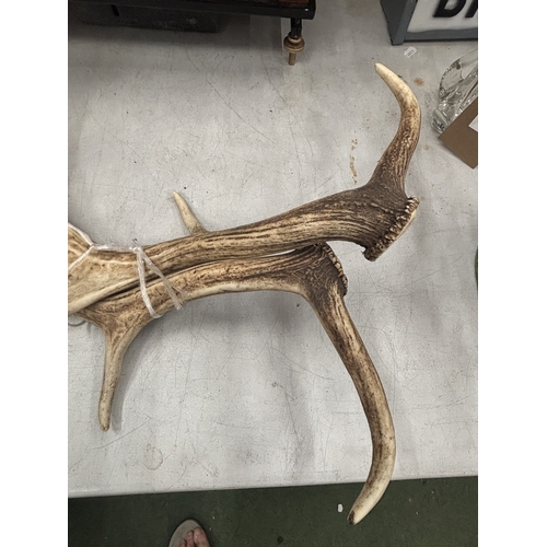 28 - A PAIR OF VINTAGE ANTLERS