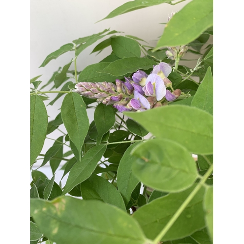 TWO WISTERIA NOLINA 'AMETHYST FALLS' WITH BUDS ON A TRELLIS. IN 3 LTR POTS  APPROX 70-80CM IN HEIGHT.