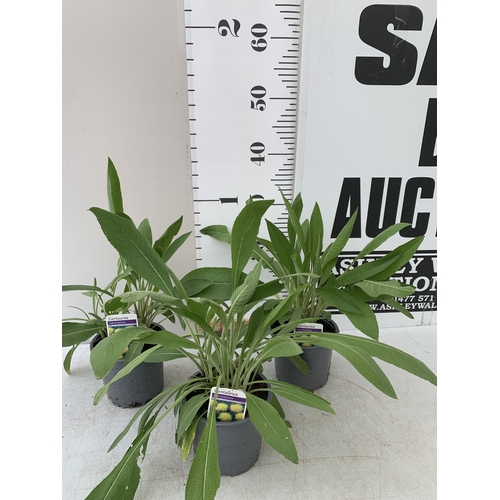 Lot 29        
