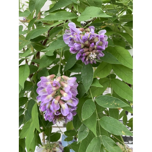ONE WISTERIA NOLINA 'AMETHYST FALLS' WITH BUDS ON A TRELLIS. IN 3 LTR POTS  APPROX 80CM IN HEIGHT.