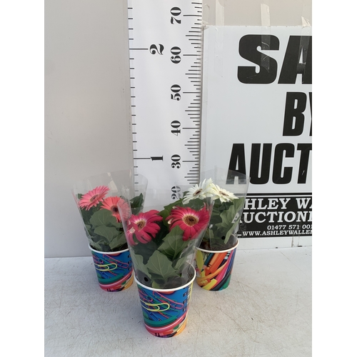 Lot 19        