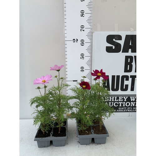 Lot 23        