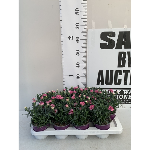 Lot 27        